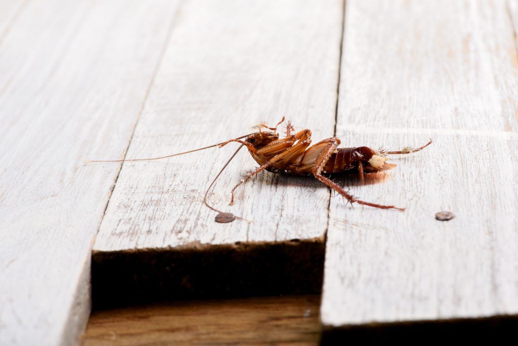 Why Toronto Facing Worst Cockroach Infestation?